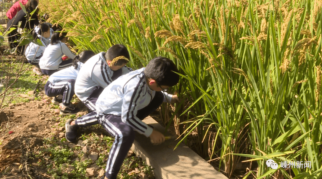 揠苗助長教學反思_揠苗助長教學反思教學后記_揠苗助長教學反思不足之處