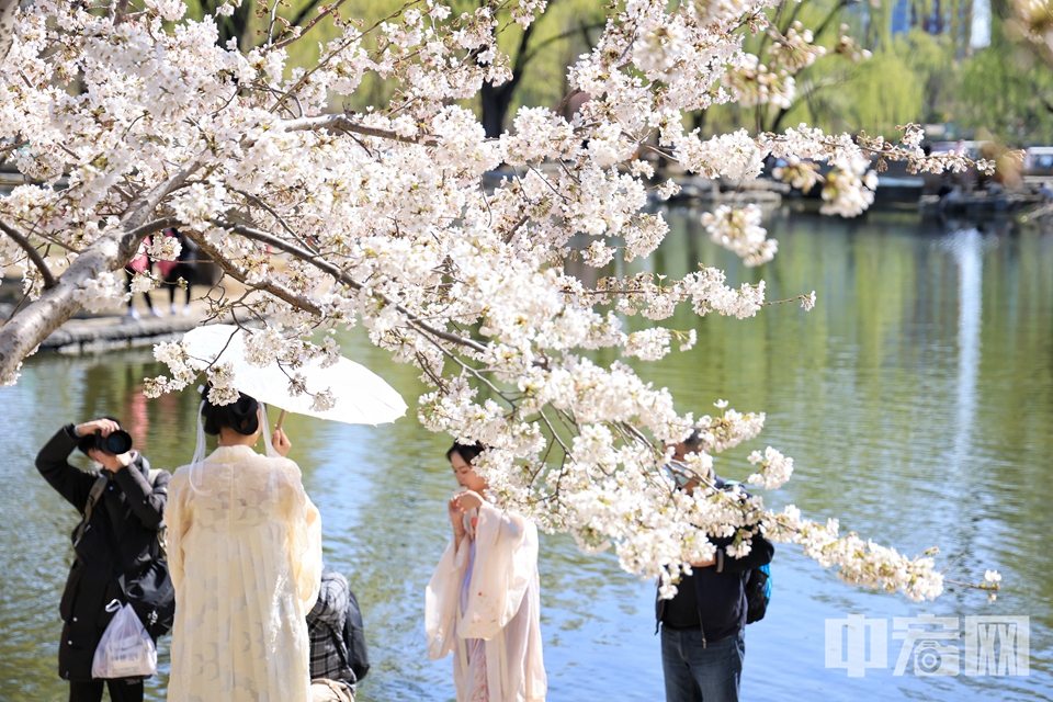 顧村公園櫻花節門票_顧村櫻花節門票價格_顧村櫻花在幾號門
