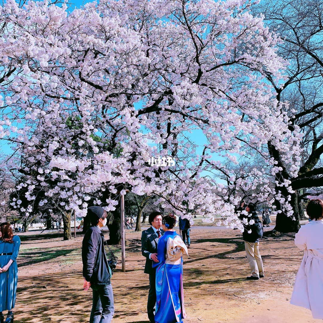 顧村櫻花在幾號門_顧村公園櫻花節門票_顧村櫻花節門票價格