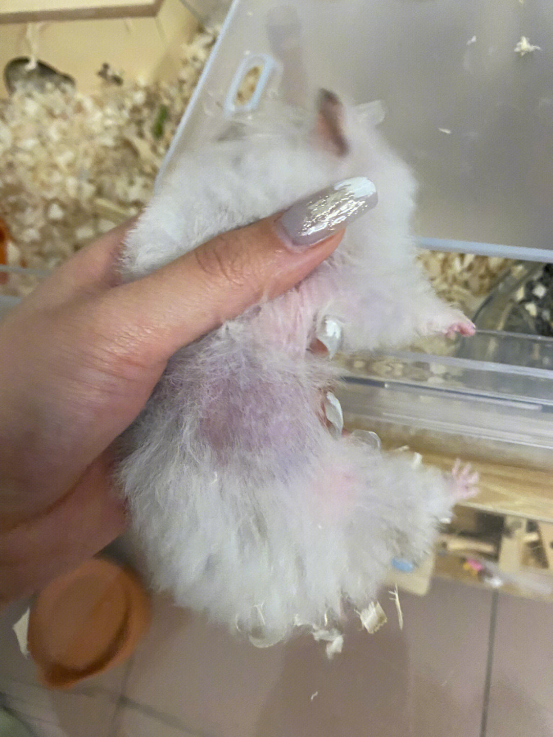 寵物美容工具_常用寵物美容工具_美容寵物工具品牌