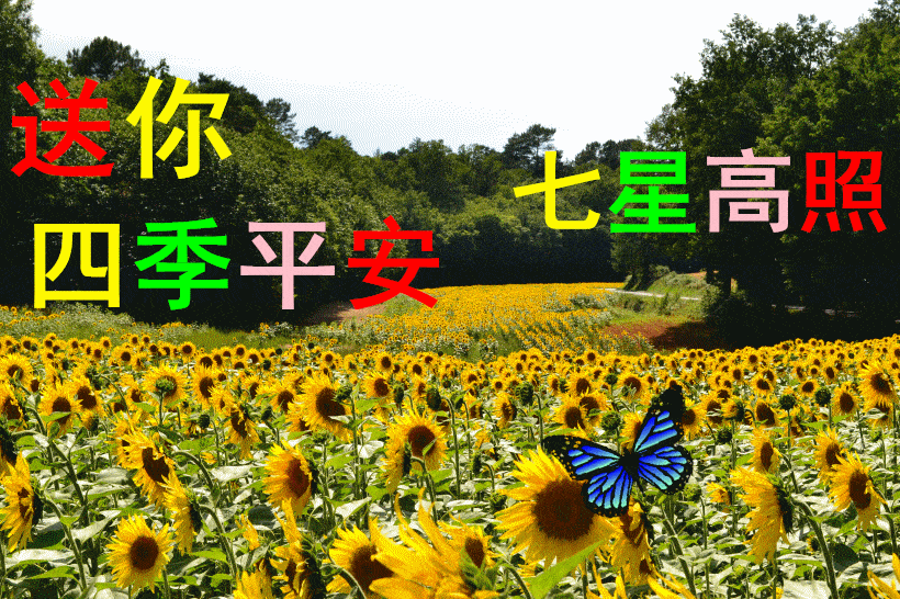 祝一帆風順二龍騰飛三羊開_一帆風順二龍騰飛三陽開泰祝福語_一帆風順二龍騰飛三陽開泰祝福語