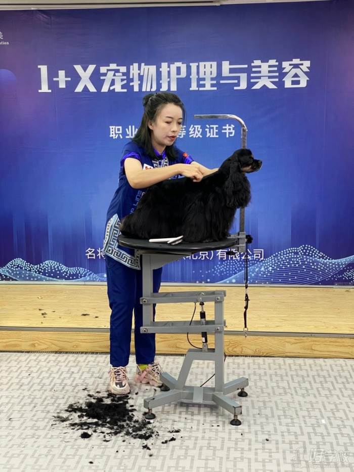 成都寵物美容培訓(xùn)_成都寵物美容培訓(xùn)學(xué)校排名_成都寵物美容師寵物美容培訓(xùn)