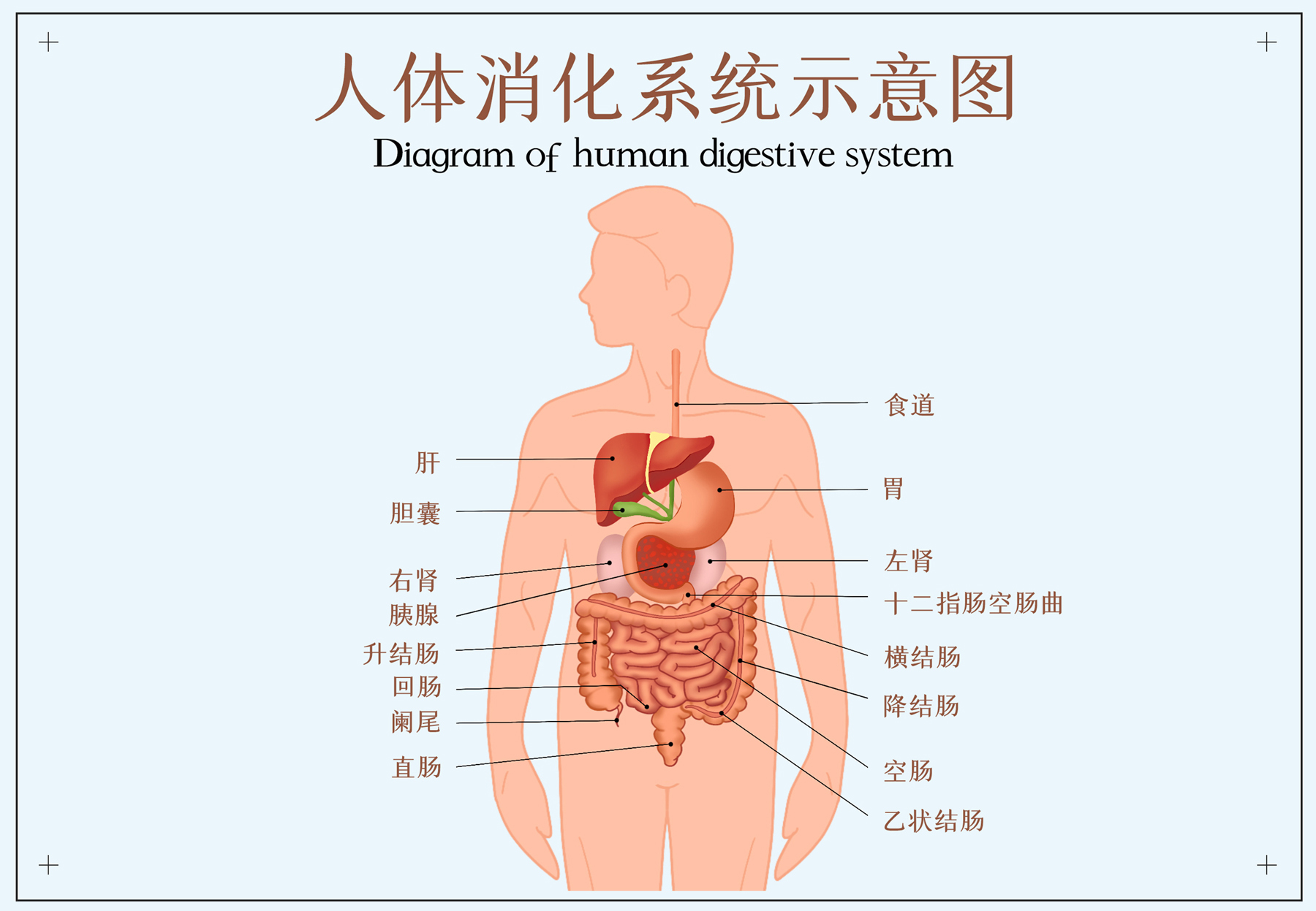 山東農業教務處_山東農業大學綜合教務系統入口_山東農業大學綜合教務系統
