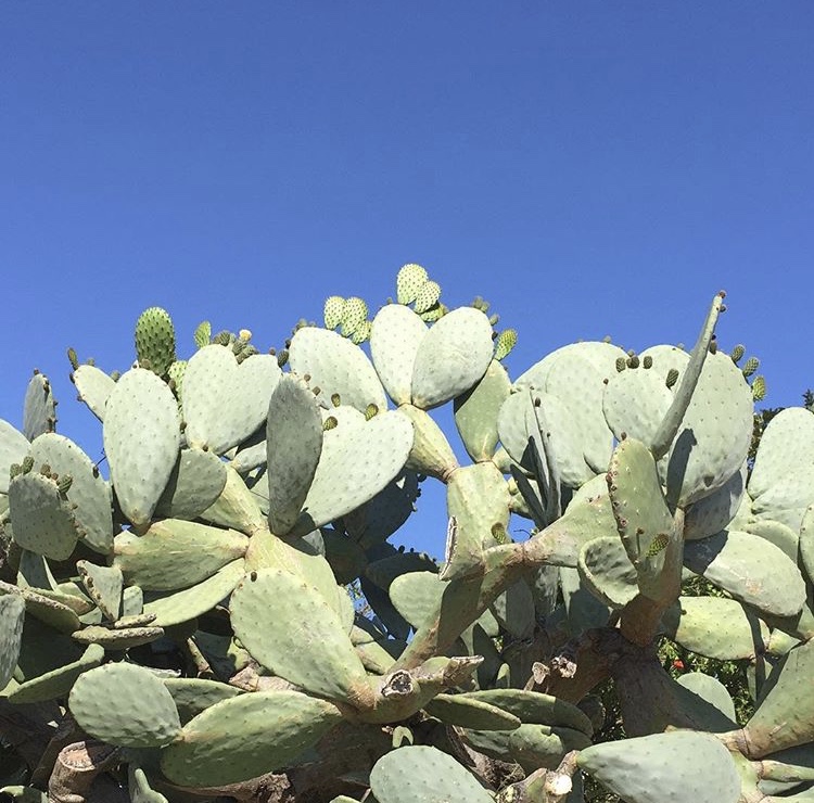 沙漠綠色植物_沙漠植物四季常綠_四季沙漠植物常綠還是落葉