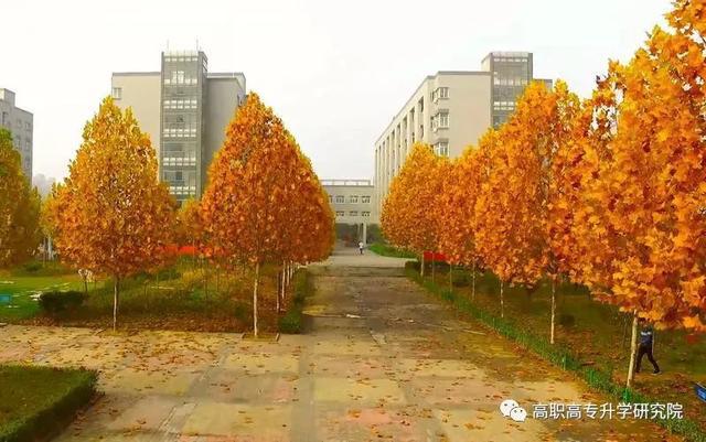 河南省單招學(xué)校排名_河南省單招院校排前十_河南省單招高校排名