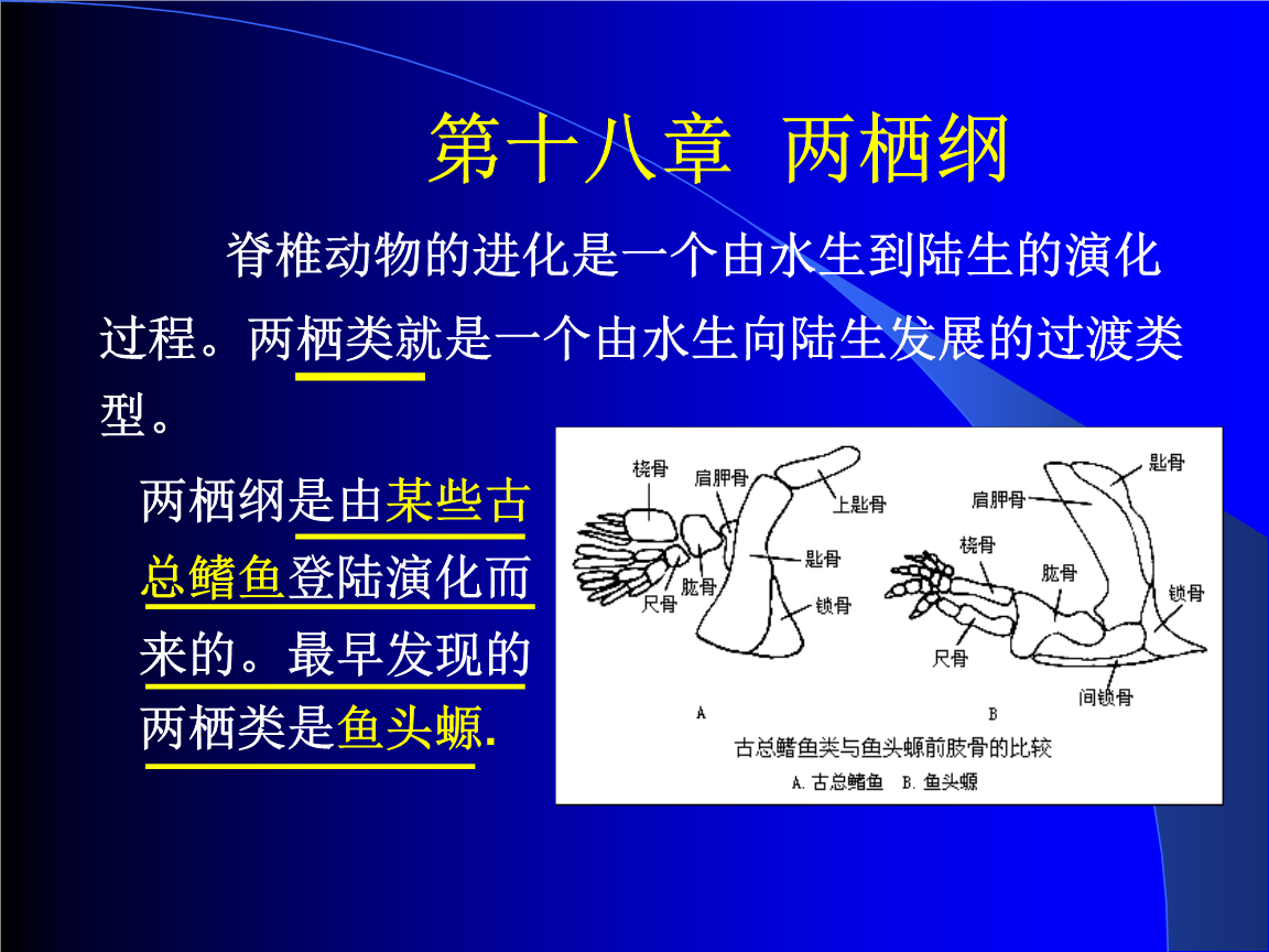頭足綱的主要特征_頭足綱的足特化為_頭足綱特點