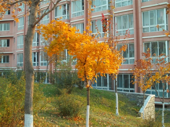 2024年北華大學錄取分數線_華北大學錄取查詢_2020年華北大學錄取分數線