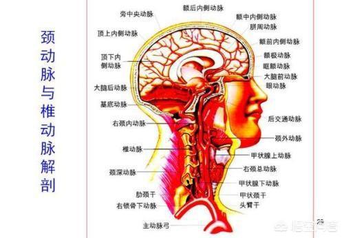 高中生物必修二總結_必修高中生物總結大全_必修高中生物總結圖