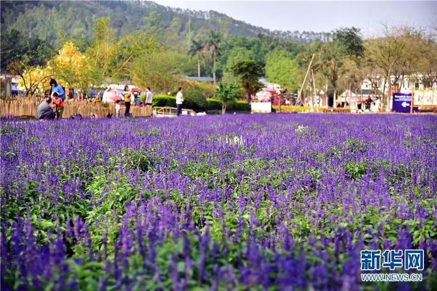 重慶大學2018級校花_重慶大學校花_重慶大學女神
