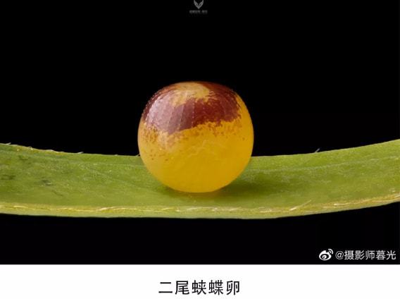 課本改名缺德與犯法_課本改名我是教白學的_課本WuYifan改名