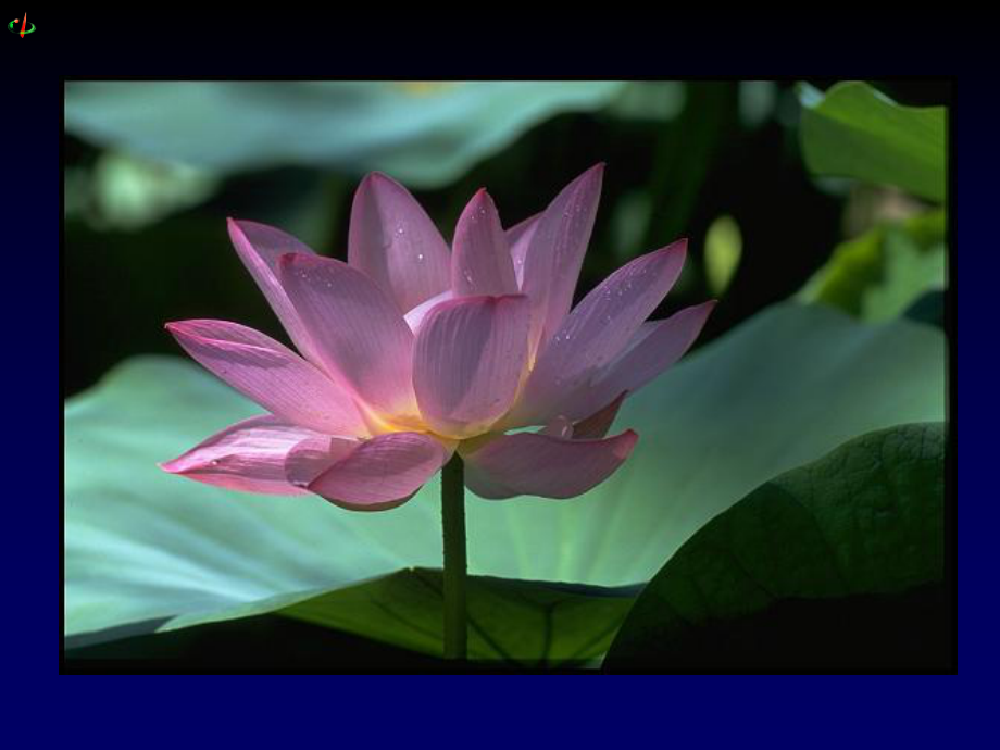 奇函數(shù)加減乘除偶函數(shù)_奇偶函數(shù)的加減乘除口訣前提_奇偶函數(shù)的加減乘除