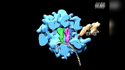 核糖體的作用_核糖體的作用位點有_簡述核糖體的重要功能活性部位