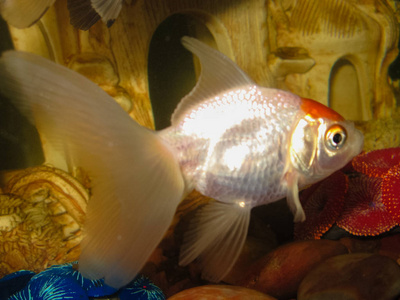唯美的魚_魚的句子唯美短句_關(guān)于魚的唯美句子