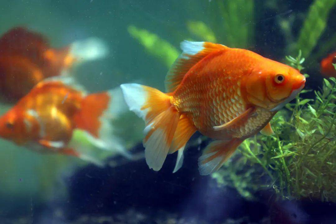 關(guān)于魚的唯美句子_唯美的魚_魚的句子唯美短句