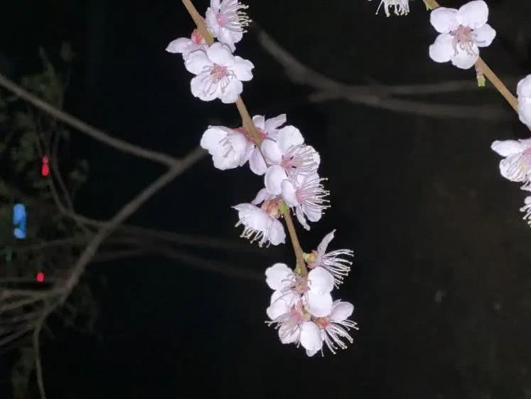 東北林業(yè)大學(xué)林學(xué)分?jǐn)?shù)線_2024年東北林業(yè)大學(xué)分?jǐn)?shù)線_東北林業(yè)大學(xué)投檔線2020