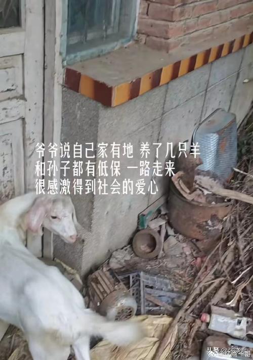 北京科技大學錄取分數線_李大爺獨自撫養孫子上大學_北京科技大學錄取